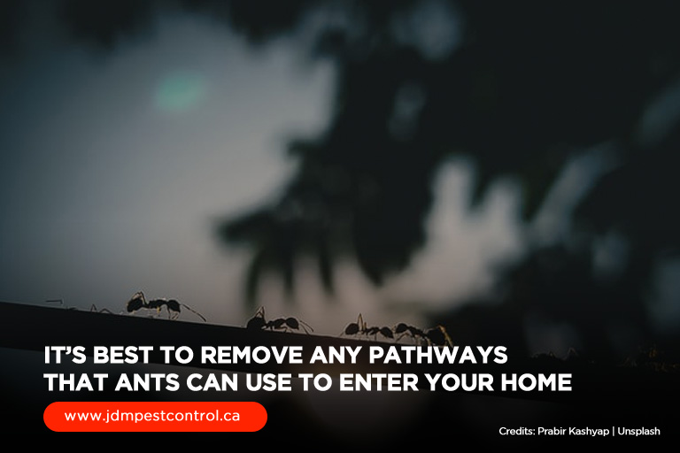 It’s best to remove any pathways that ants can use to enter your home